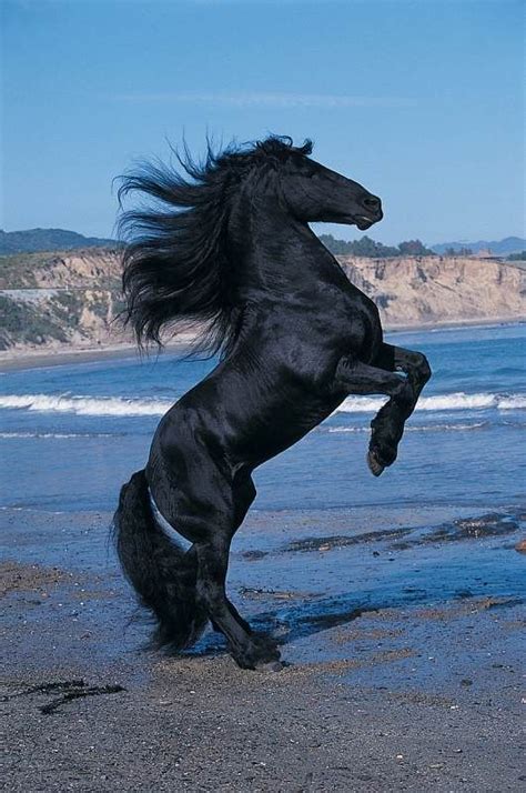Awesome And So Powerful Horses Beautiful Horses Majestic Animals