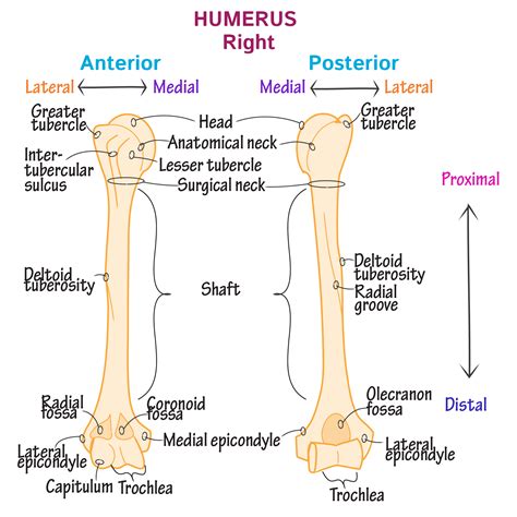 Upper Extremity Skeleton