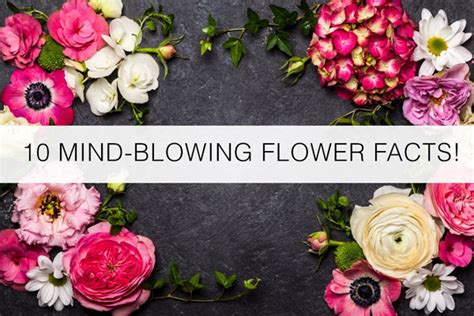 Their flowers bloom from the bottom to the top of tall stalks in the summer and fall and come in yellow, peach, pink, orange, purple, red, white, and bicolor. 10 Mind-Blowing Flower Facts! | Florist Blog by Floranext