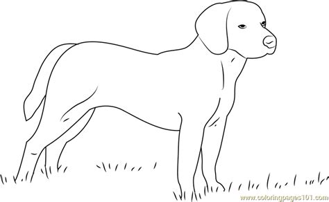 Beagle Dog Coloring Page For Kids Free Dog Printable