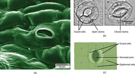 What Is Stomatal Apparatus Explain The Structure Of Stomata With A