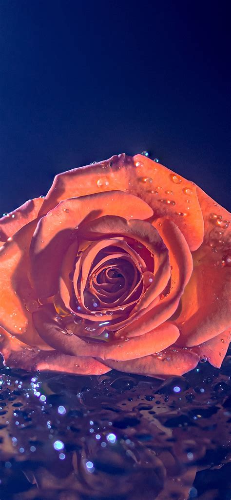 Orange Rose Wallpaper 4K, Droplets, Blue background, 5K, Flowers, #1675