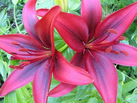 Red Tiger Lily Stop And Smell The Flowers Pinterest