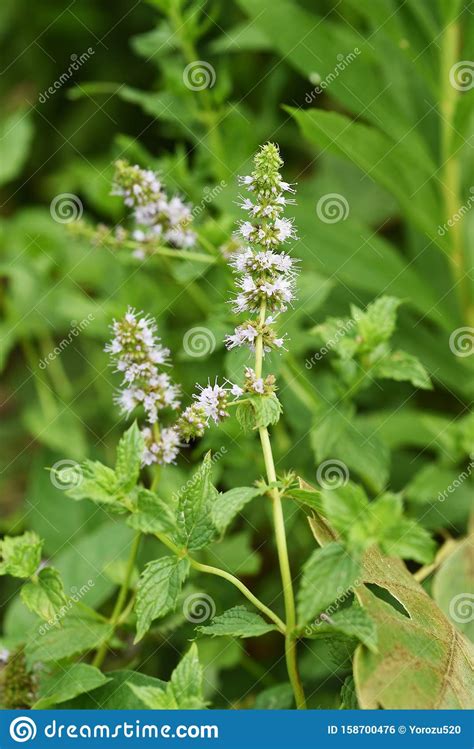Japanese Peppermint Flowers Stock Photo Image Of Fragrances Meadow