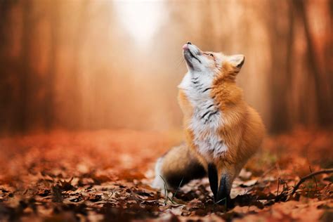 Fox Animals Nature Wildlife Wallpapers Hd Desktop And
