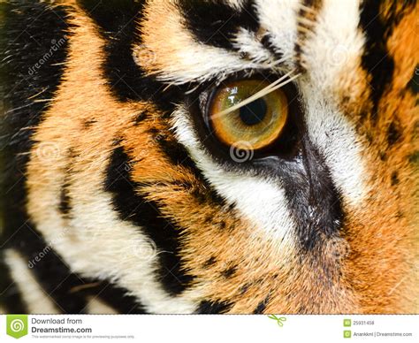 Tiger Eye Stock Photo Image Of Striped Carnivore Beauty