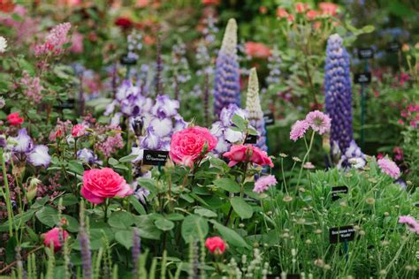 Check spelling or type a new query. Chelsea Flower Show in UK hit by COVID-19 to be a virtual ...