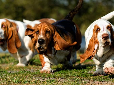 Basset Hound Dog Breed Information Guide Spot