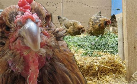 If you are in need or storage but not sure how much you need, we can help with our storage calculator. How Much Space Does a Chicken Need, Anyway | Chickens ...