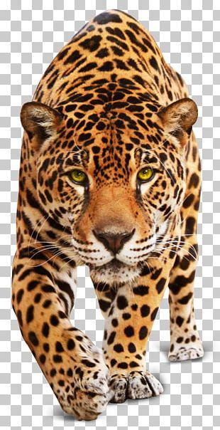 Preberi opis izdelka jaguar j828/1 in se prepričaj, če je primeren zate oz. Jaguar Ocelot Leopard Capybara Cheetah PNG, Clipart ...