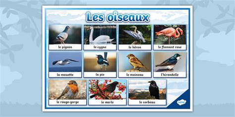 Ensemble De Mots Les Oiseaux Teacher Made Twinkl