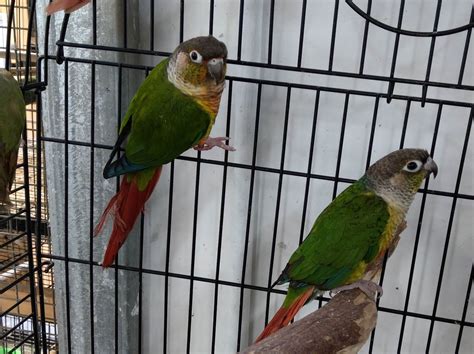 Green Cheek Conure Melbourne | Your NEW Best Friend