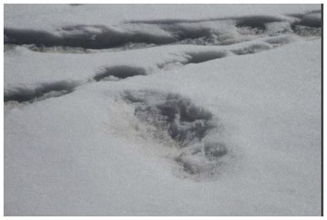 Yeti Footprint Photographed Near Nepal Base Camp Says Indian Army