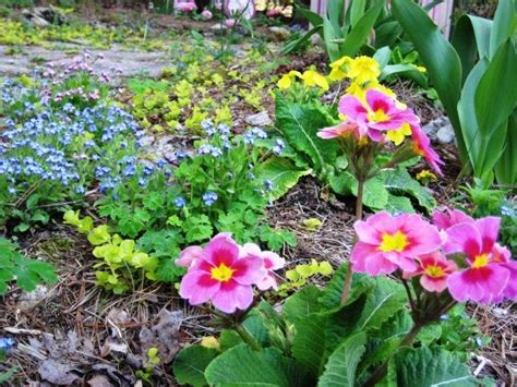 The Primrose Patha Sweet Way To Stroll Plants Gorgeous Gardens