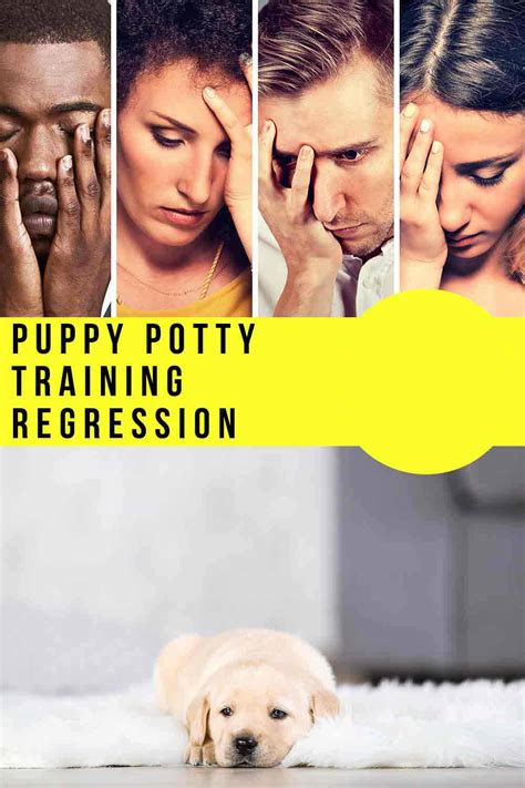 How To Fix Puppy Potty Training Regression Problems