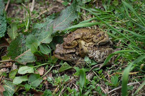 Toads Frogs Nature Meadow Mating Mating Season Spring Animals