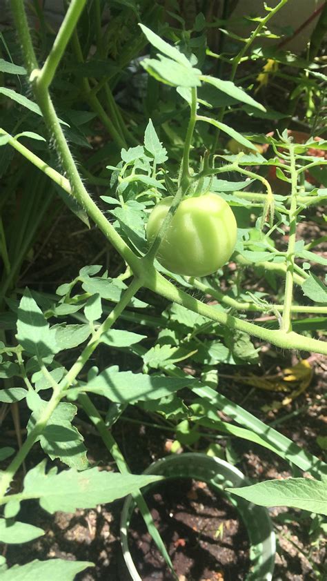 Contextual translation of urban into malay. They told me tomatoes would never grow in malaysia, but my ...