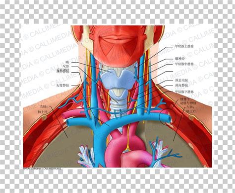 Anatomy Of The Neck Vessels Anatomy Drawing Diagram Images And Photos