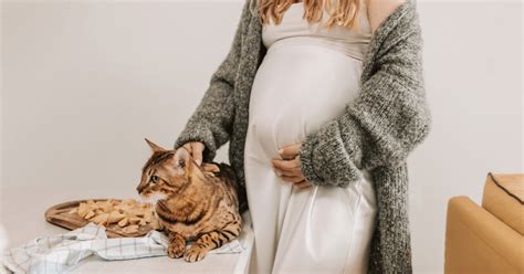 Can Cats Sense Pregnancy 7 Signs Your Cat Knows Youre Pregnant