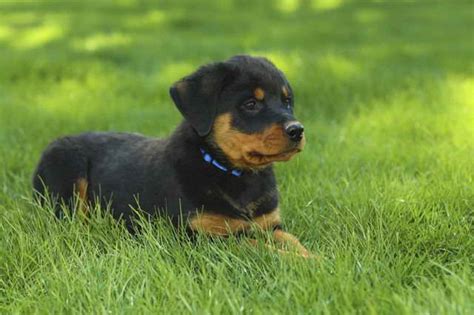 Males are more territorial, being protective over their home and property. Rottweiler Puppies For Sale In Ohio Under 300 Dollars