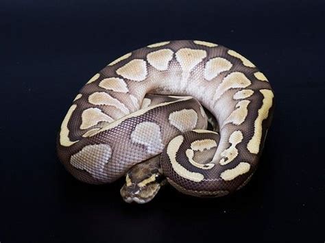 Pet supplies in new york, new york. Pin by Nichelle Vanzandt on ball pythons | Ball python ...