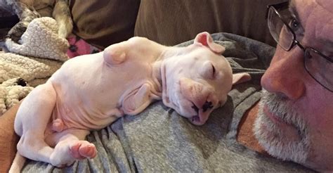 Plus, if there are other animals at your house, they can see. Foster Dad Who Refused To Euthanize This Puppy Heartbroken ...
