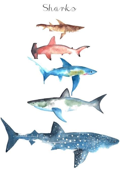Dem klan übergeordnet ist die gemeinschaft (community), eine regionale gruppe von clans desselben ökotyps. Zeichnen, malen, Aquarell, Haie | Meerestiere, Fisch malen