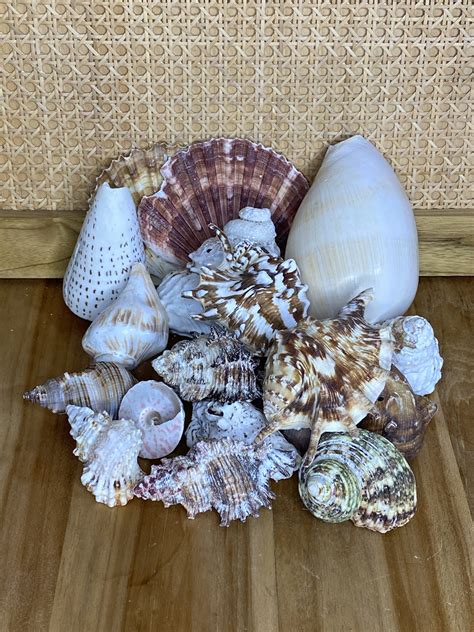 Ash Sea Shells Buy Shells Online Shell Paradise