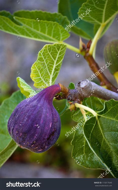 Ripe Purple Fig Hanging From A Tree Closeup Detail Of Texture And