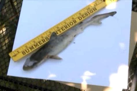 Watch Baby Shark Dropped Into Womans Yard
