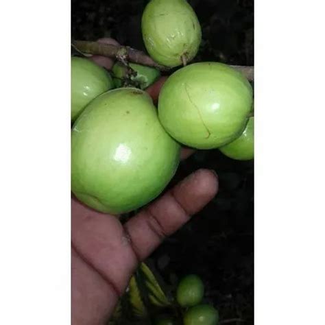 Fruit Thai Green Apple Ber Plants For Fruits At Rs 40plant In Saharanpur Id 22153445048