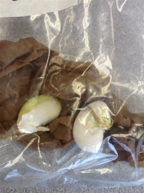 After soaking the seed, simply place it on a damp paper towel under a warm (not hot) light. What's Happening in 3A: Lima Bean Observations Oct. 3rd