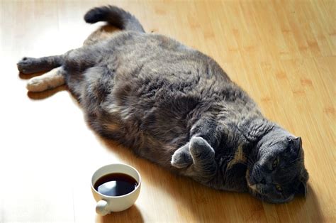 overweight cats hidden causes and solutions