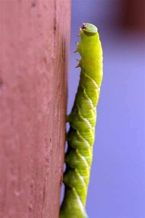 Green Caterpillar Blue Horn Stock Photo Image Of Lepidoptera