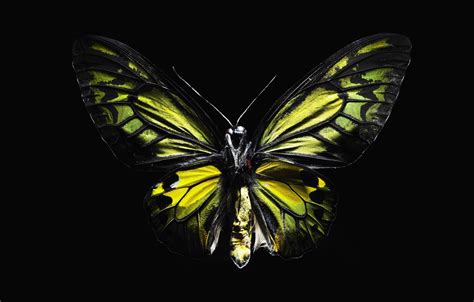 Wallpaper Butterfly Black Wings Images For Desktop Section животные