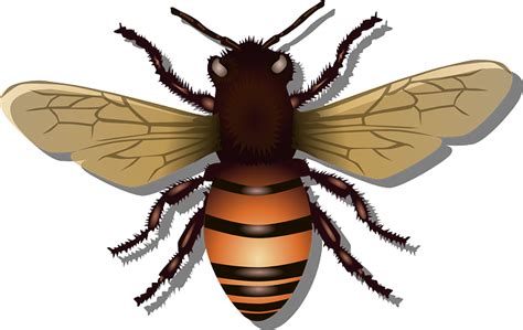 Download Honeybee Bee Insect Royalty Free Vector Graphic Pixabay
