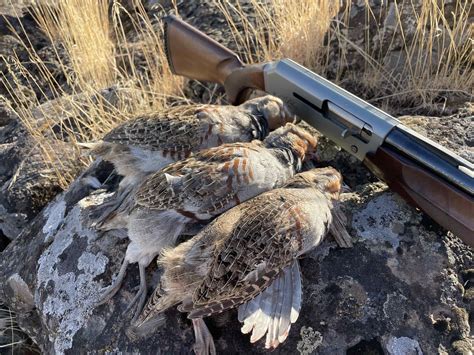 Bird Hunting Five Tips For Hunting Upland Game Birds Western