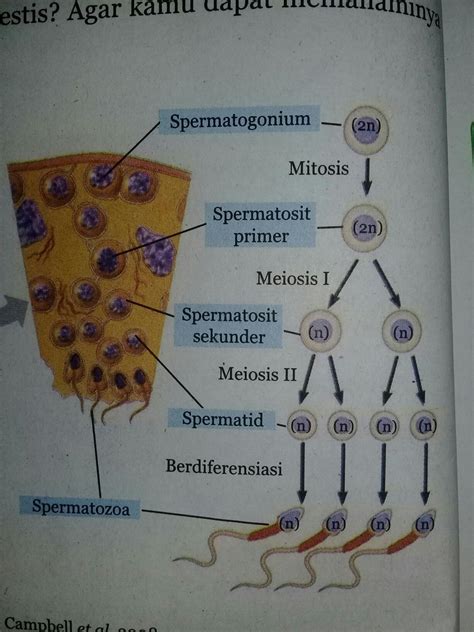 Urutan spermatogenesis yang benar - Brainly.co.id