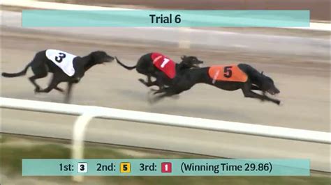 Newcastle Greyhounds Trials On 17th March 2022 Youtube