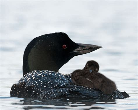 Baby Loon! - Webster Lake Association