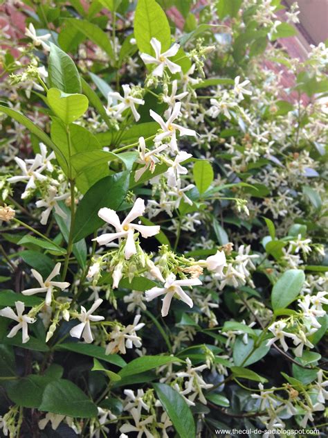 the cul-de-sac: Happiness Is...the Scent of Confederate Jasmine