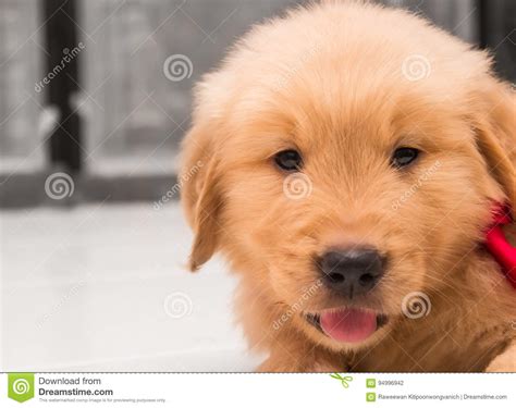 One Month Old Golden Retriever Puppy Stock Photo Image