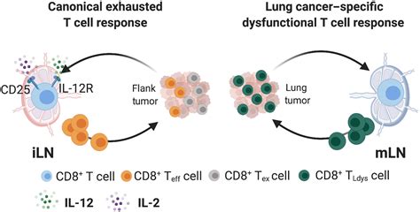 Lack Of Cd8 T Cell Effector Differentiation During Priming Mediates