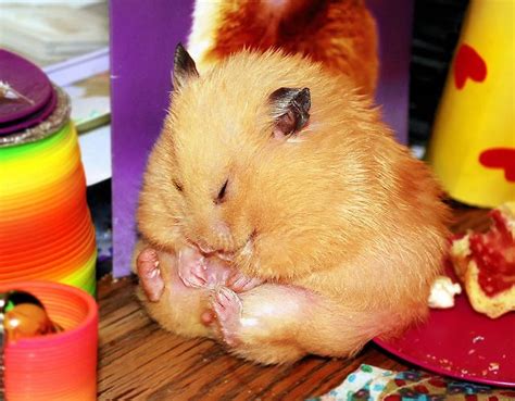 Unexpectedly Funny Things To Do With Hamsters When Youre Bored ~ The Ark In Space Cute