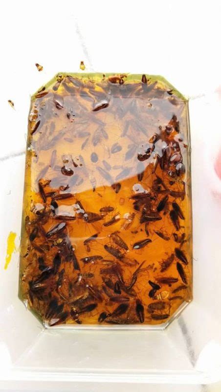 Cara ini boleh dilakukan sendiri pemilik kereta atau yang ada duit boleh hantar. Petua Perangkap Lipas Dalam Kereta!