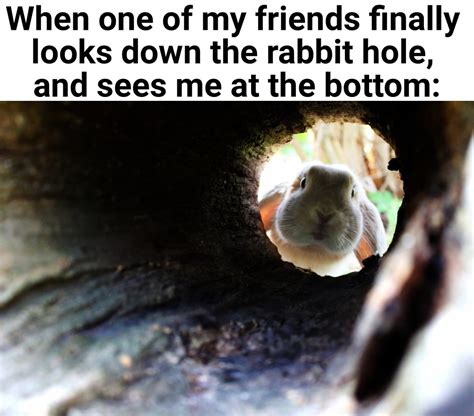 Down The Rabbit Hole Meme By Screenplaydoh Memedroid