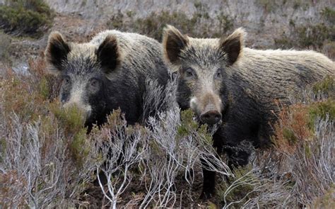 Boars are found in the meadows , close to the water. Farmers call for measures to control destructive wild boars | News | ekathimerini.com