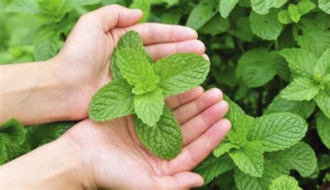 Check spelling or type a new query. Daun Mint yang Selain Menyegarkan Juga Kaya Akan Manfaat ...
