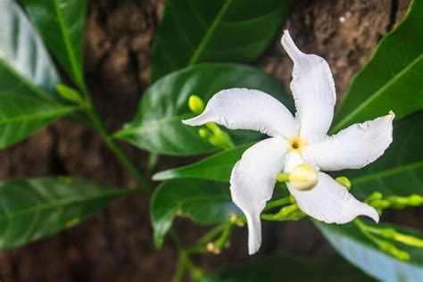 Sampaguita Flower Meaning Bunga Tanaman Mekar