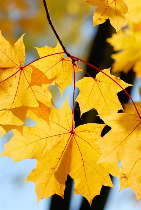 Bright Autumn Leaves Stock Image Image Of Yellow Tree 31402123